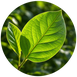 Feuille verte