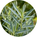 Carnation leaves