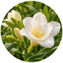 Floral-green