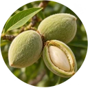 Green almond