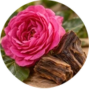 Bulgarian Rose & Oud